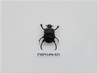 藏品(金龜子科(二))的圖片